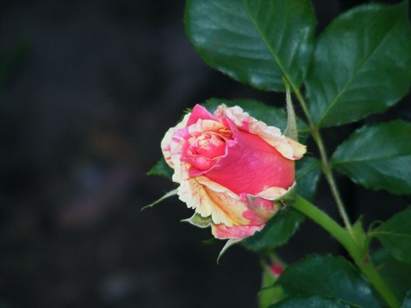 Candy Land photo cl2013_06030075_zps1e4b92f6.jpg